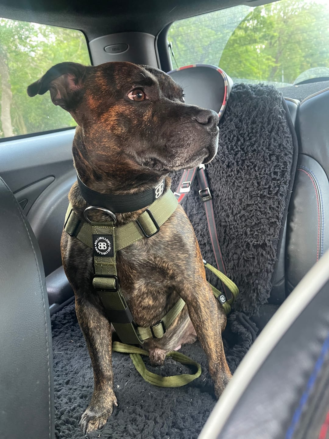 Customer photo review of Training Anti Pull TRI-Harness® | M-XL Breeds - Khaki