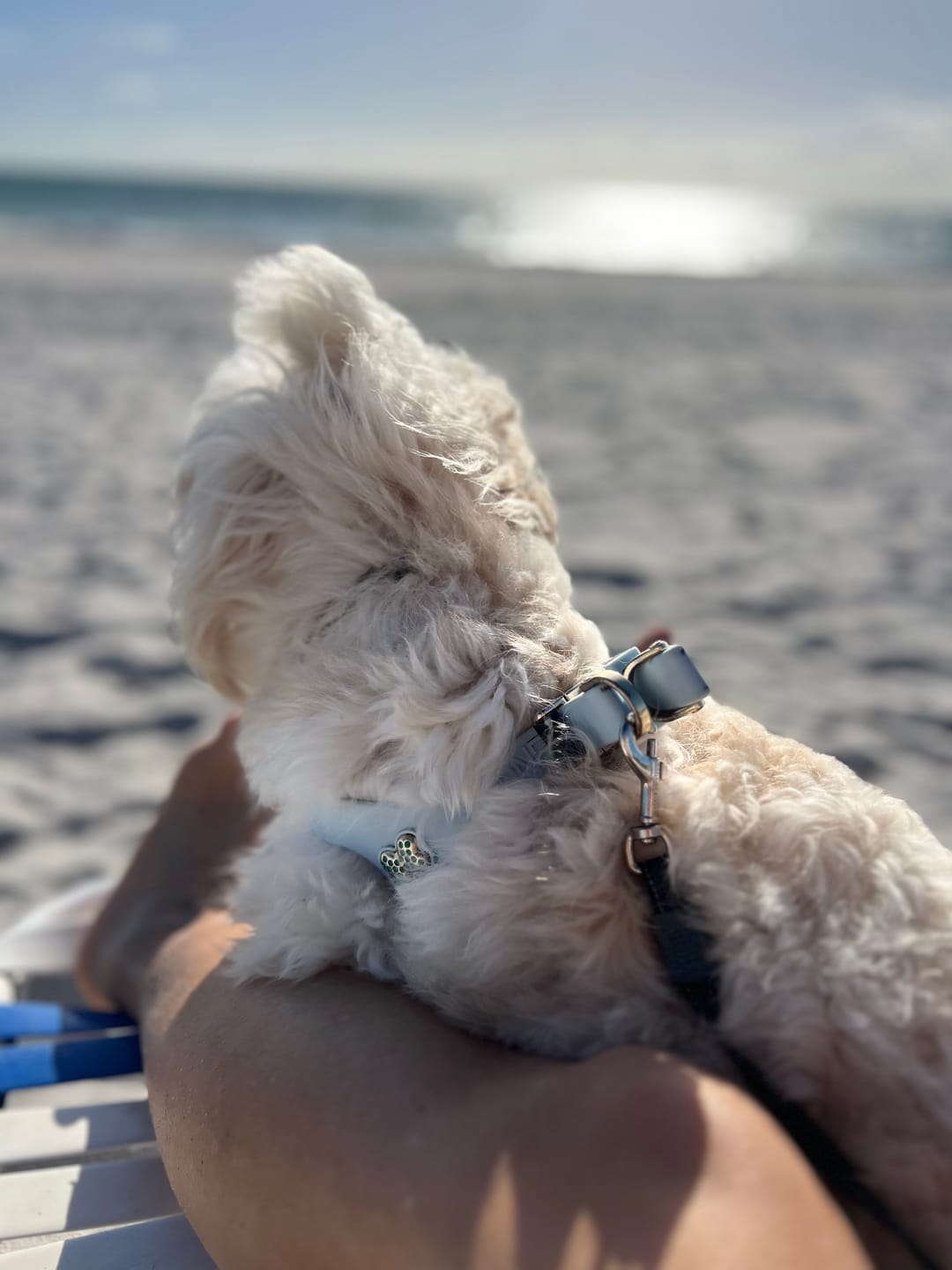 Customer photo review of Boneflex Harness Gold