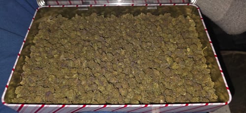 Customer photo review of Bulk Indoor THCA Smalls
