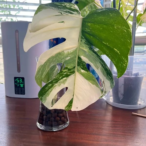 Customer photo review of Monstera Albo Borsigiana Cutting - Extremely Rare Variegated Monstera Albo - Rare Indoor Plant White Monstera Albo Plant Live - US Seller
