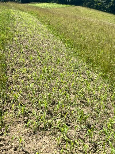 Customer photo review of Freight Train™ 25-0-0+ Liquid Fertilizer