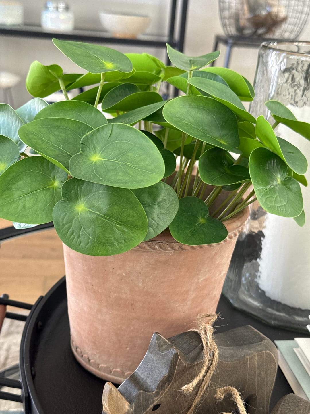 Customer photo review of Pilea Chinese Money Pick