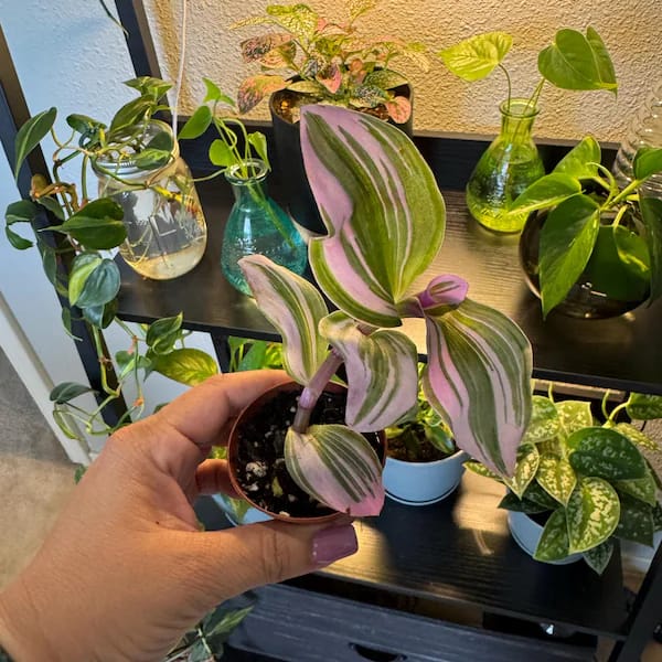 Customer photo review of Rare Tradescantia Nanouk Lilac Plant | Rare Tradescantia Pot | Rare Pink Wandering Jew | Easy care hardy indoor houseplant in a nursery pot