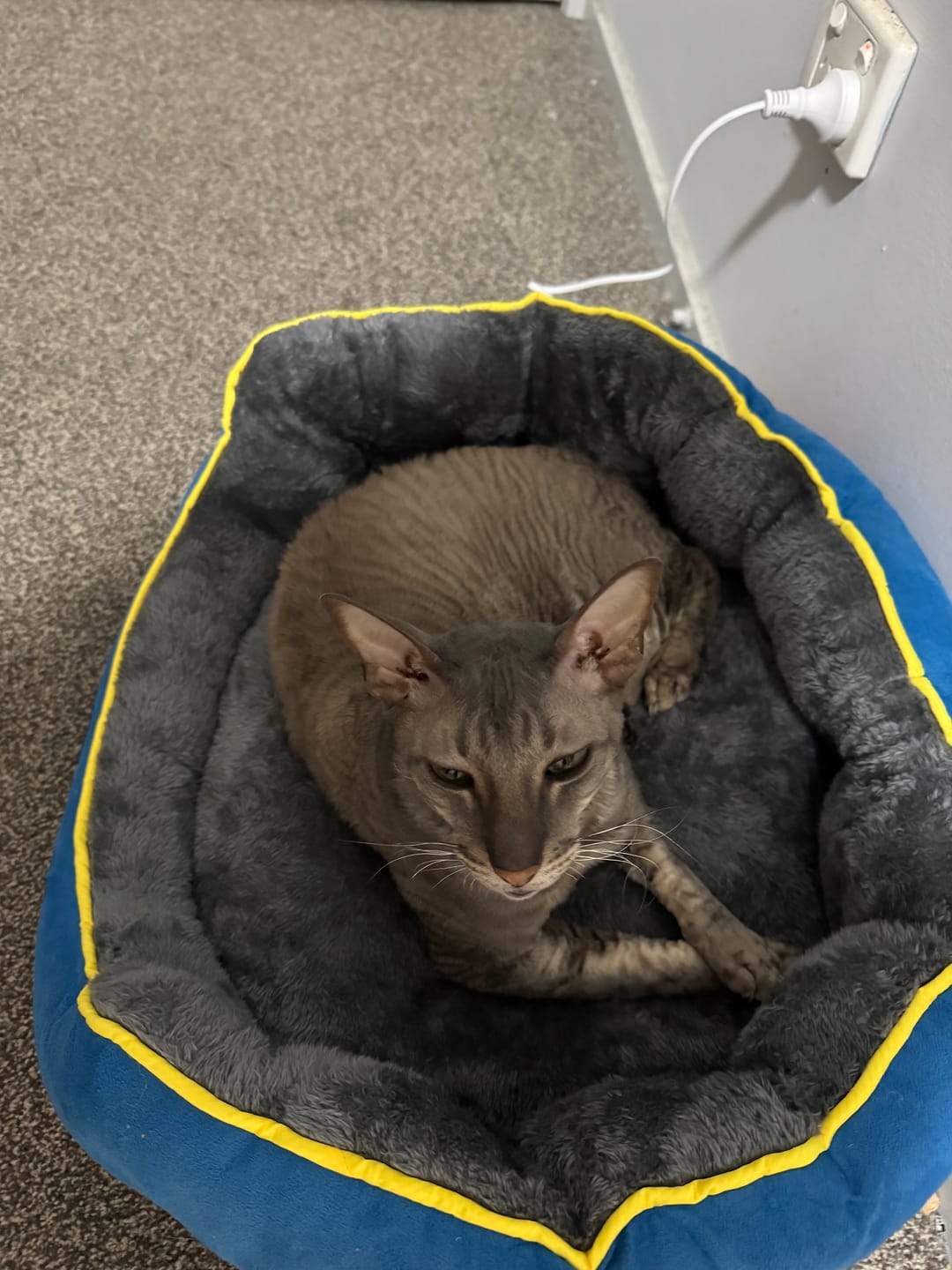 Customer photo review of PaWz Electric Pet Heater Bed Thermal Protection