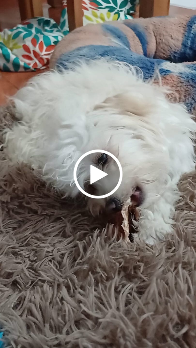 Customer video review of Oreja de cerdo