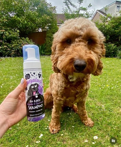 Customer photo review of No Rinse Lavender & Chamomile Dog Shampoo