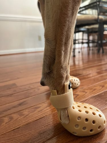 Customer photo review of WagWellie® Mojave Single