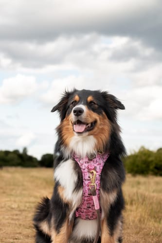 Customer photo review of Tough Trails™ Harness -  Cowgirl