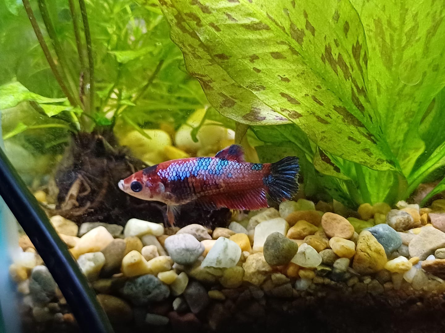 Customer photo review of Metallic Female Betta Fish | Trending