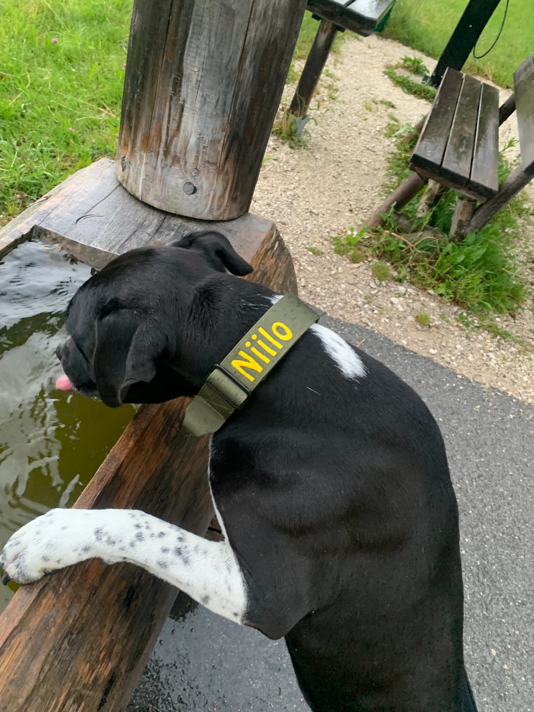 Customer photo review of 4cm Combat® Collar | Handle & Rated Clip -  Khaki