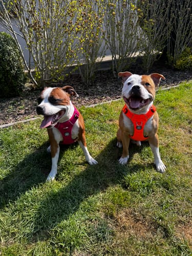 Customer photo review of Air Harness | Anti-Pull & With Handle - Carminerose