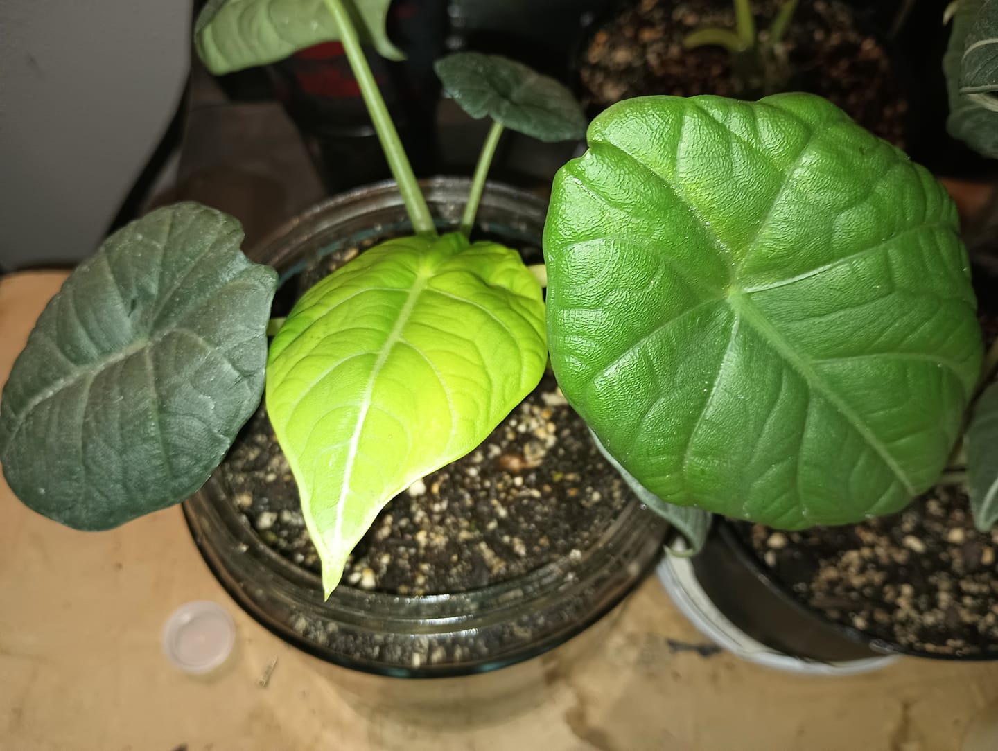 Customer photo review of Alocasia 'Maharani'