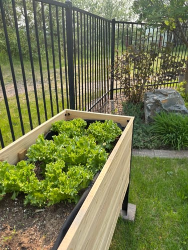 Customer photo review of 18" x 72" Raised Garden Bed - 30" TALL