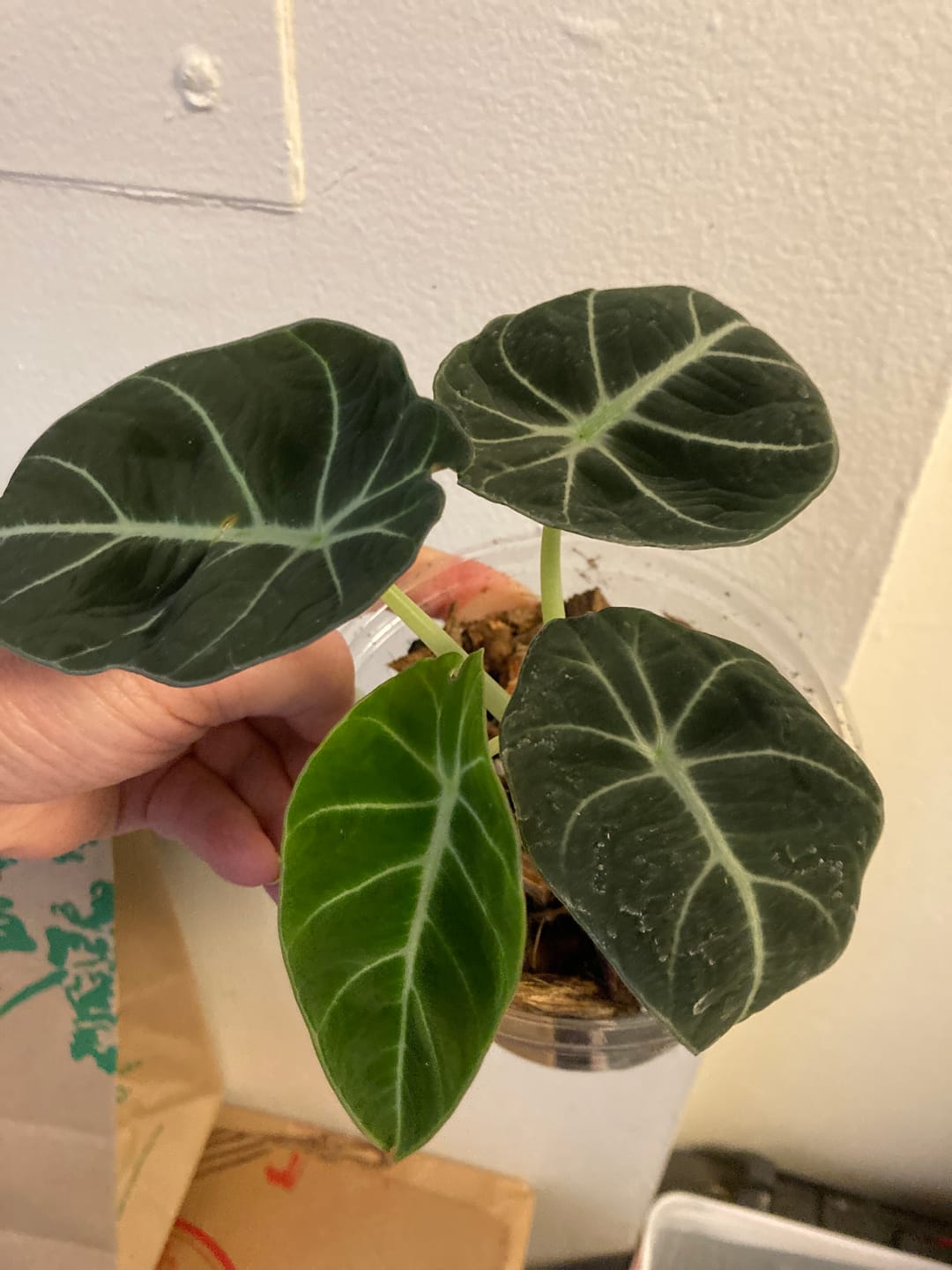 Customer photo review of Alocasia reginula "Black Velvet"