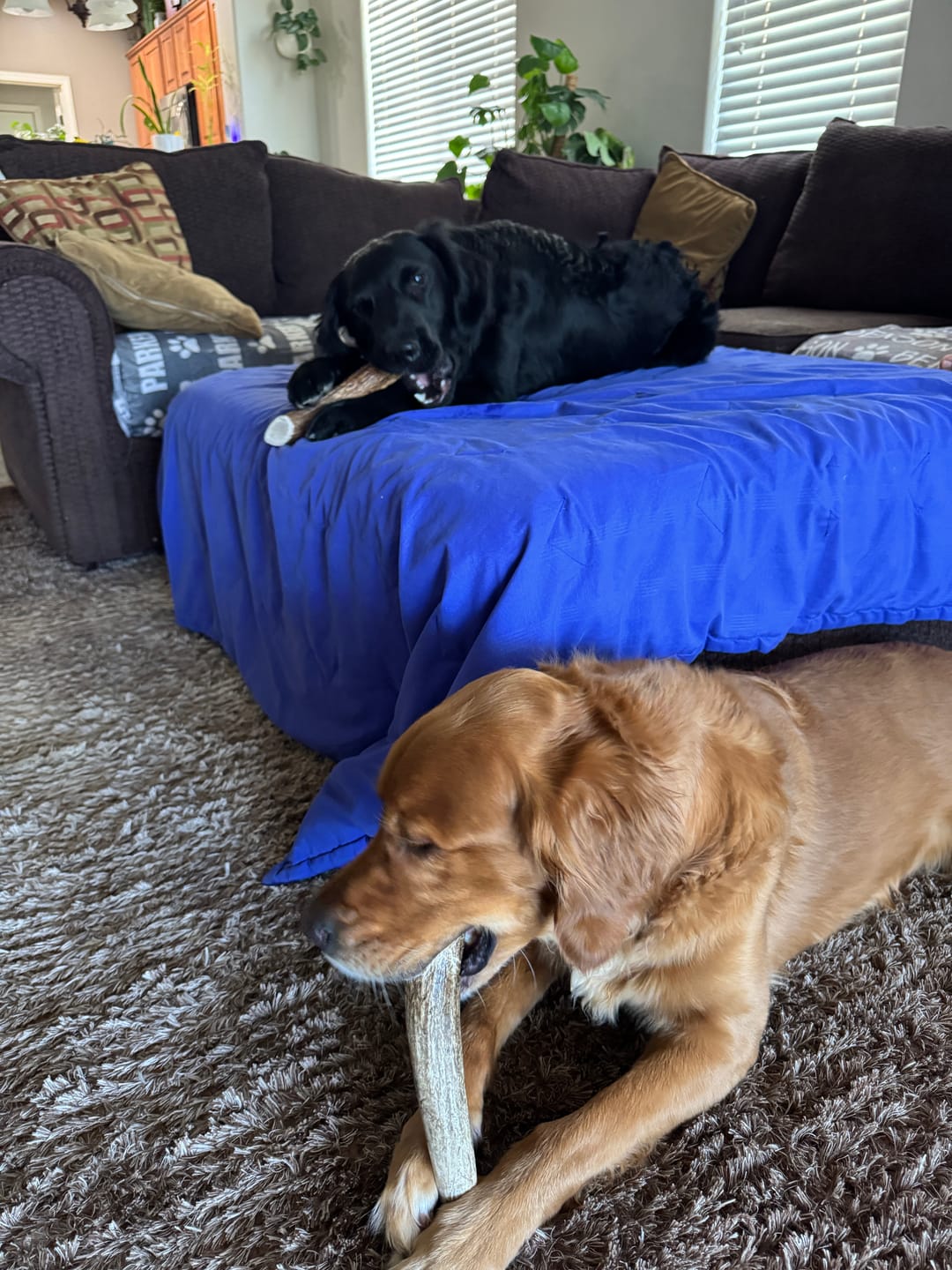 Customer photo review of Large Elk Chew