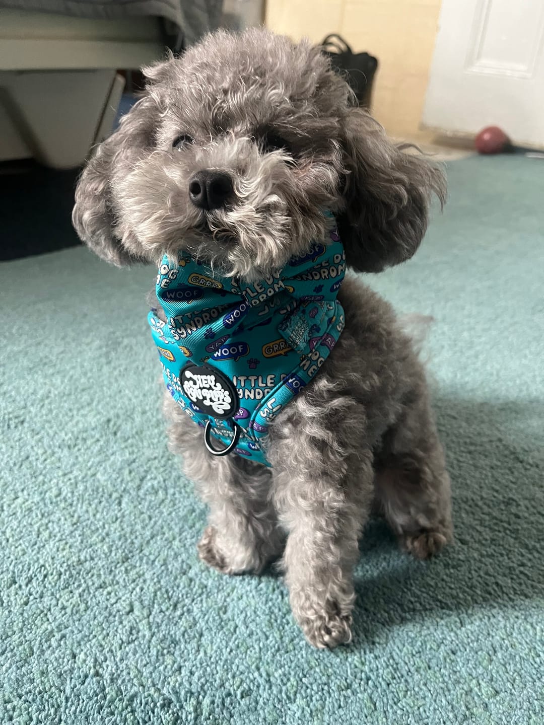 Customer photo review of Little dog syndrome harness