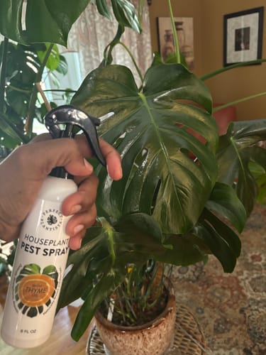 Customer photo review of Houseplant Pest Spray