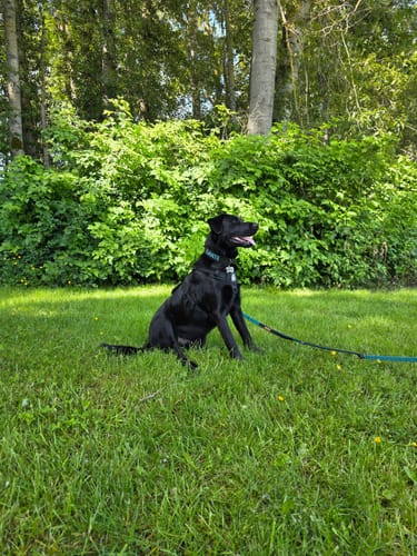 Customer photo review of No Pull Bully Proof Harness