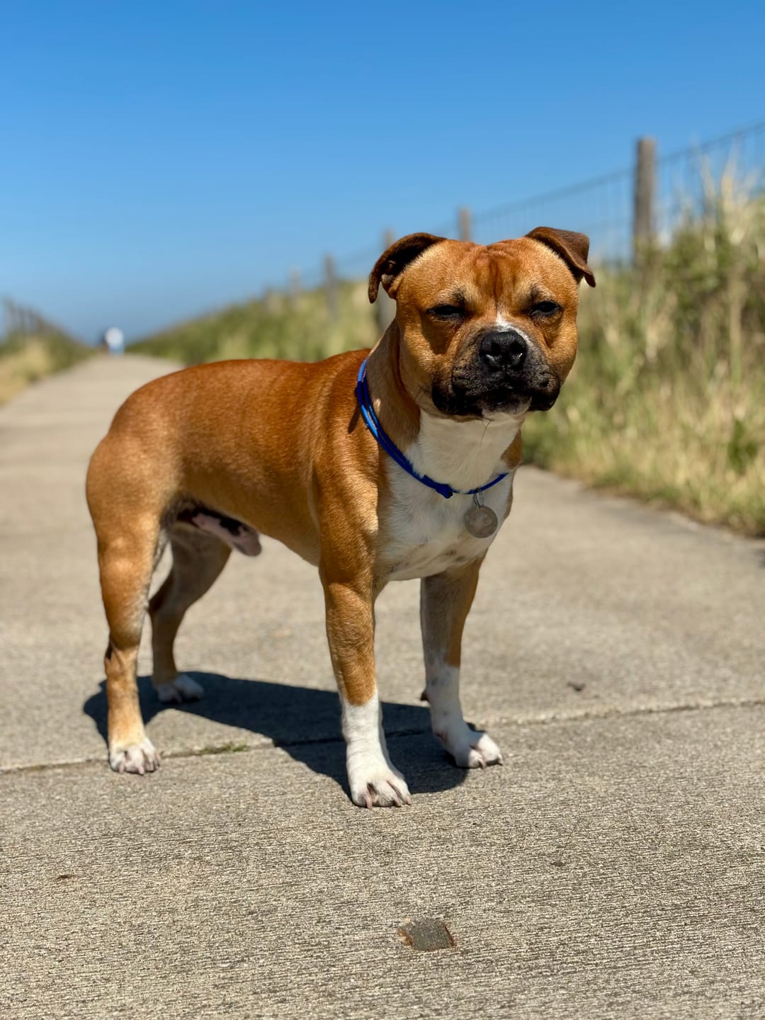 Customer photo review of Staffordshire Bull Terrier 1935® Nametag with Paracord String - Antique