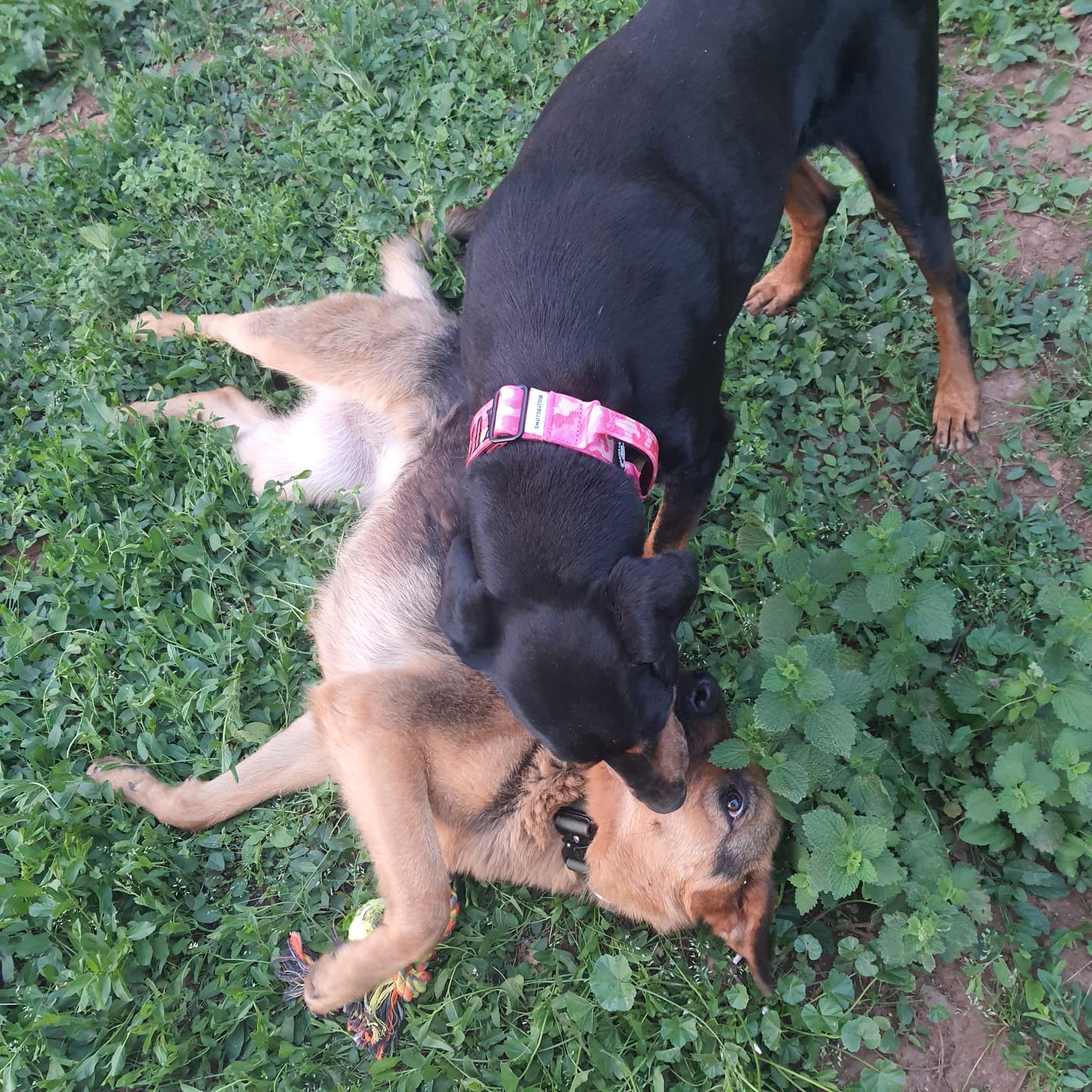 Customer photo review of 4cm Combat® Collar | Handle & Rated Clip - Bubblegum