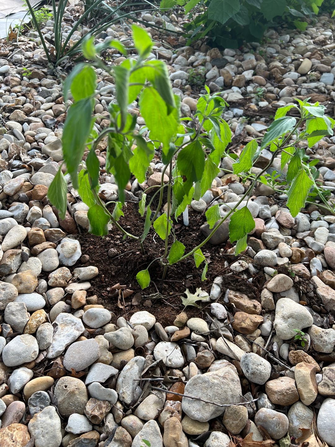 Customer photo review of Indigo Spire Sage