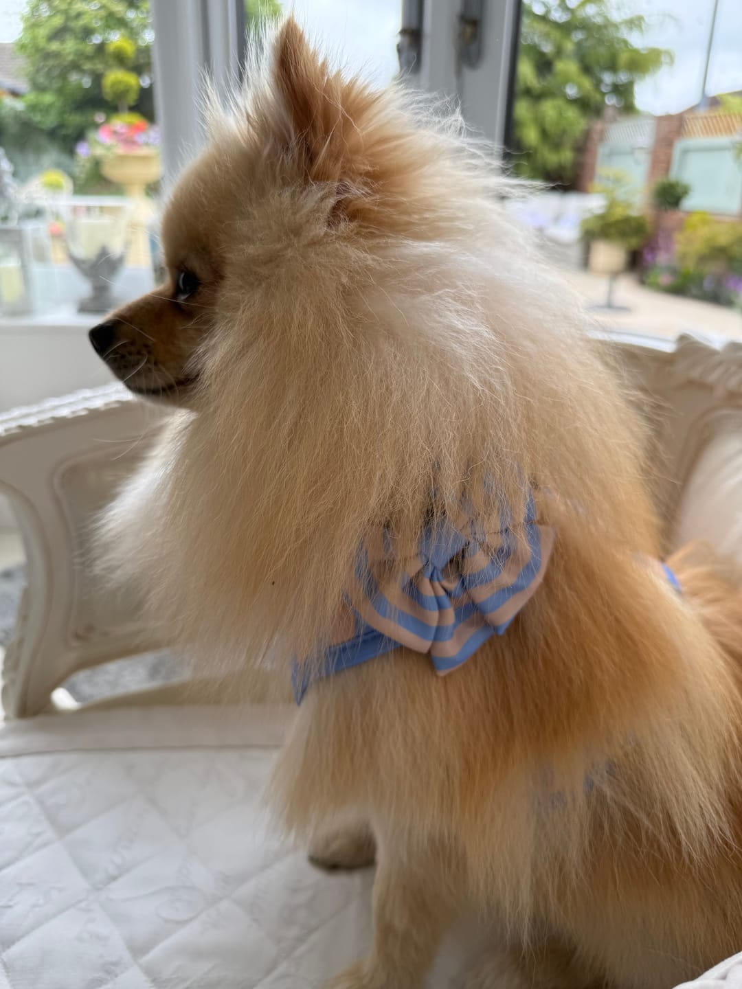 Customer photo review of Sailor Dog Bow Tie Smooth Operator