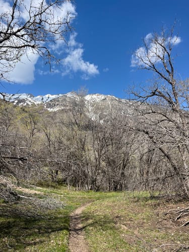 Customer photo review of Majestic AF T-Shirt