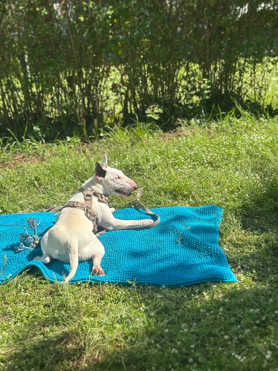 Customer photo review of Training Anti Pull TRI-Harness® | M-XL Breeds - Pink