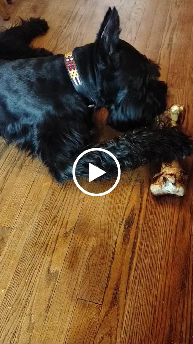 Customer video review of Ostrich Knuckle (Medium – 4" x 3"): The Perfect Chew for Small to Medium Dogs & Sensitive Stomachs