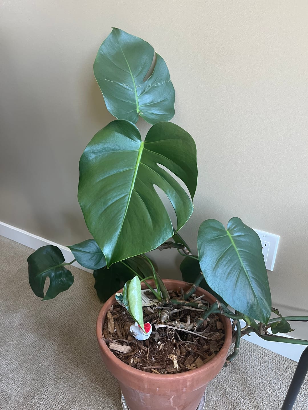 Customer photo review of Kelpy Food for Plants
