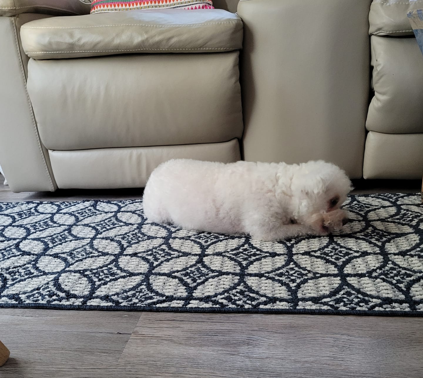 Customer photo review of Savannah Chewy Ostrich Tendon Mix (3oz): The Protein-Packed, Hypoallergenic Chew for All Dogs