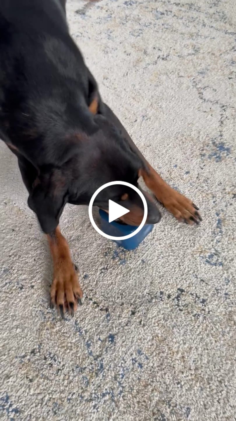 Customer video review of FreezCup - Long-Lasting Chew Fun