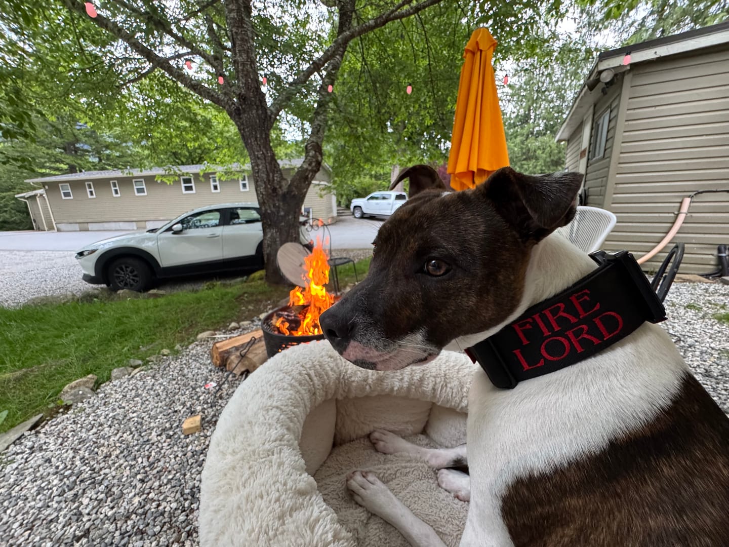 Customer photo review of 2" Tactik Dog Collar - Black