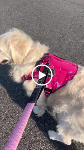 Customer video review of NEW Upgraded Tactical No-Pull Team K9™ Dog Harness with 4 Quick-Release Metal Buckles, Reinforced Front & Back D-Rings, Hook & Loop Panels, Adjustable Straps, Reflective Strips, & Top Handle