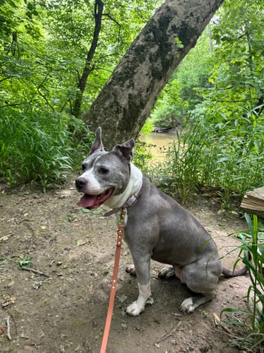 Customer photo review of Biothane Traffic Handle Dog Leash