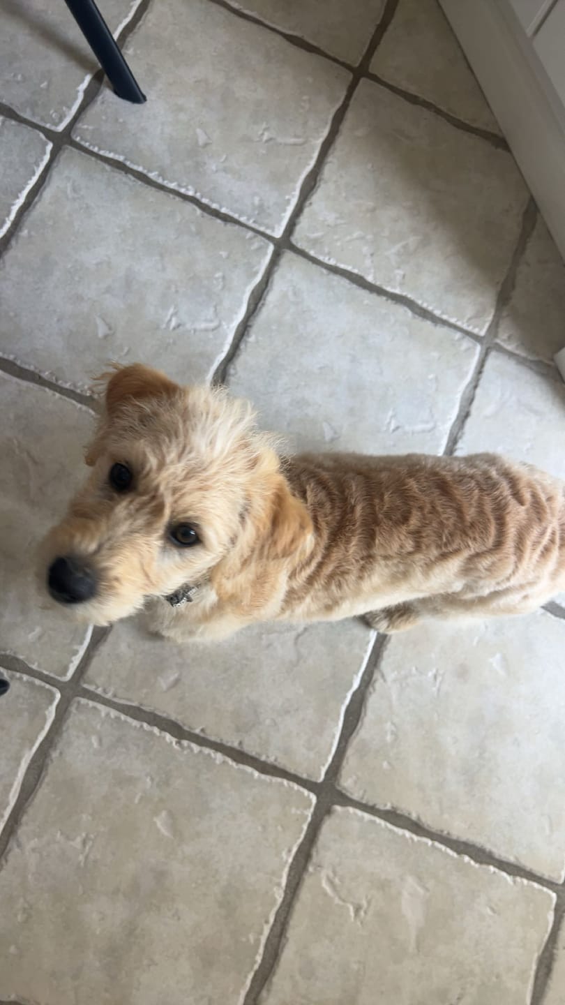 Customer photo review of PurePaw - Premium Pels & Poter