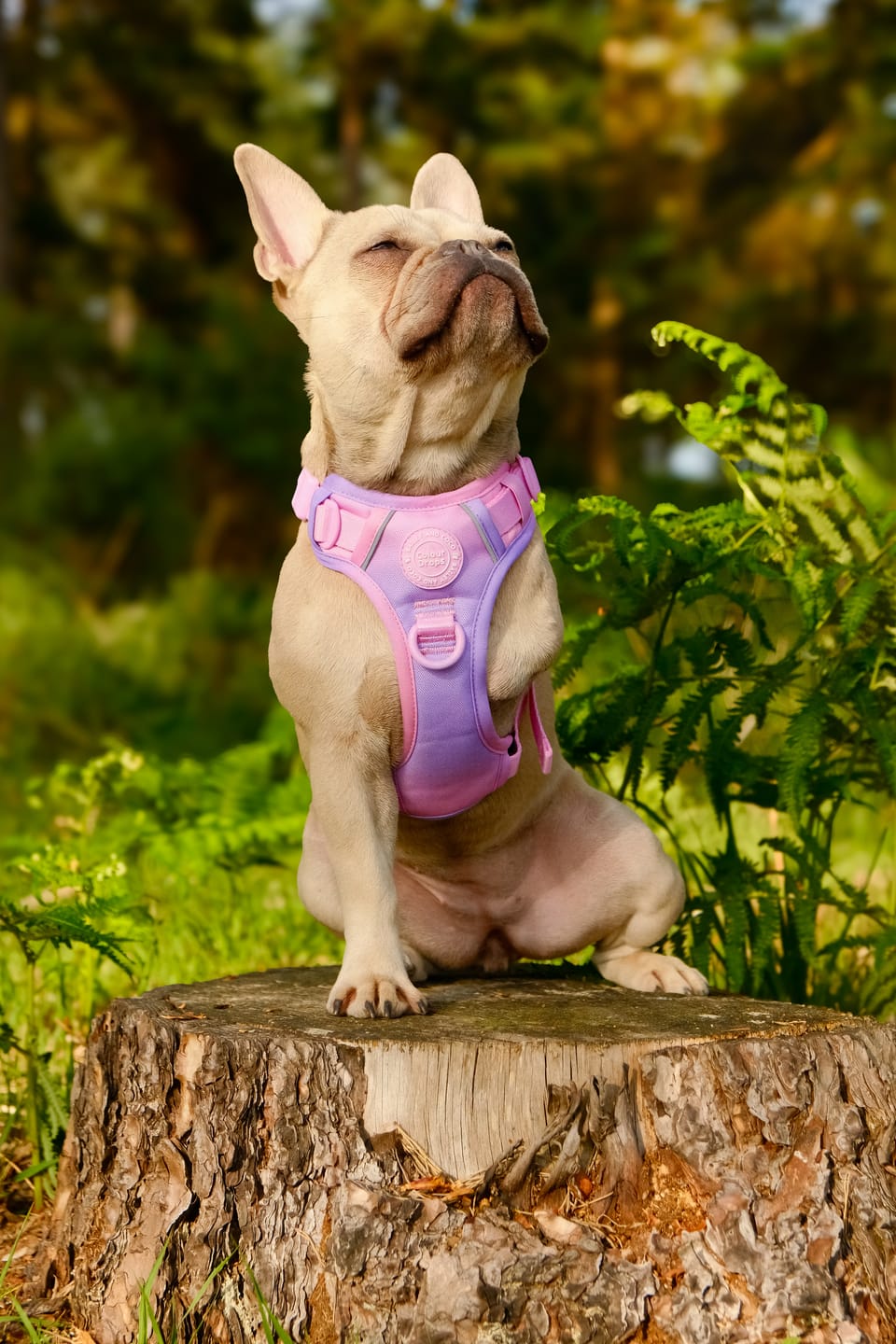 Customer photo review of Trail & Glow Dog Harness - COLOUR DROPS® - Love that for you