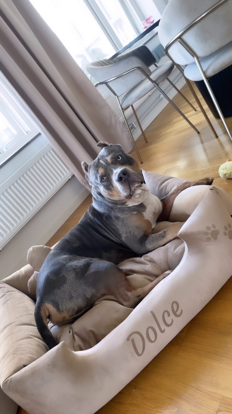 Customer photo review of Velvet Beige - Hundbädd med namn