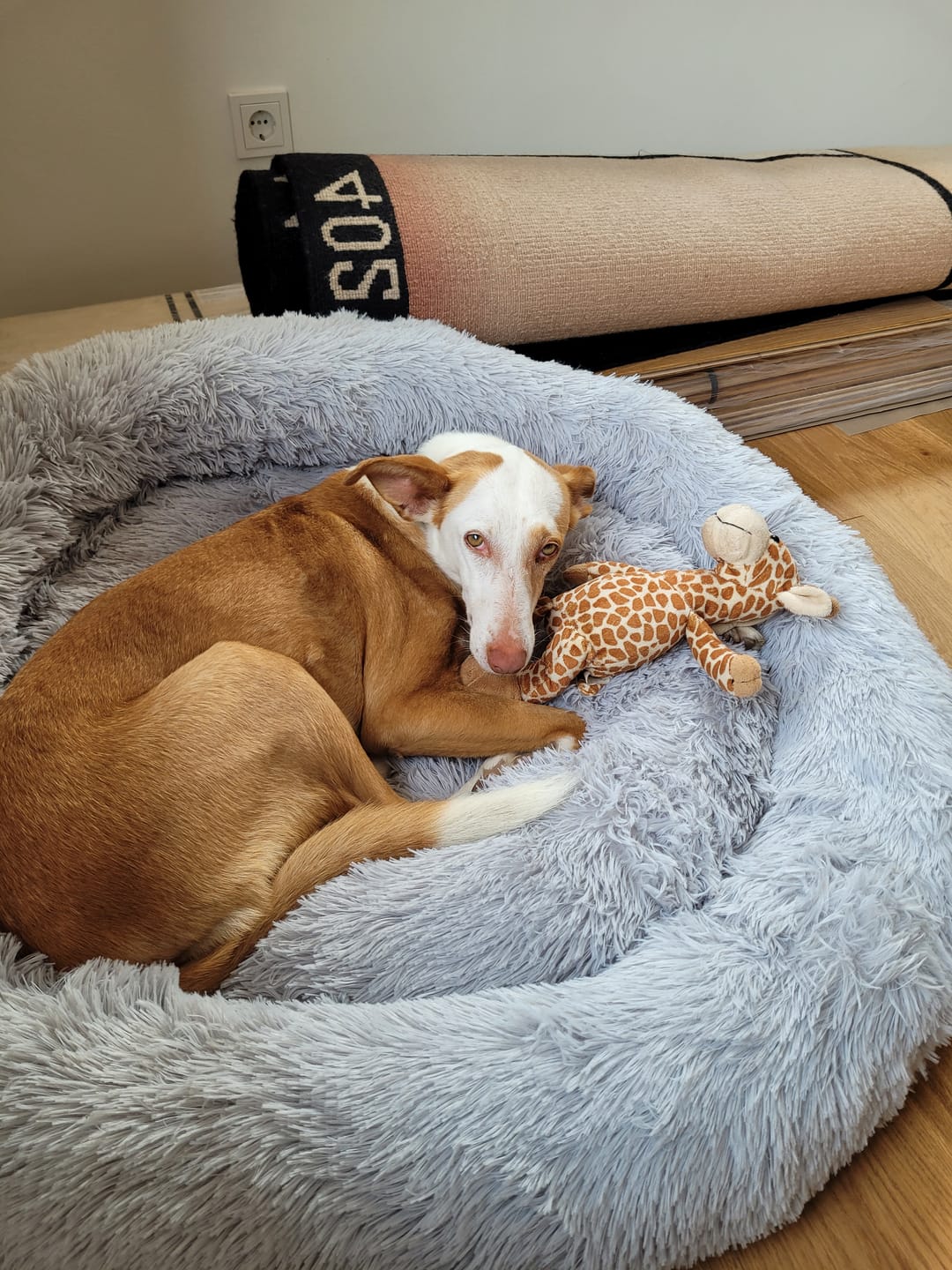 Customer photo review of Hundebett Belune®
