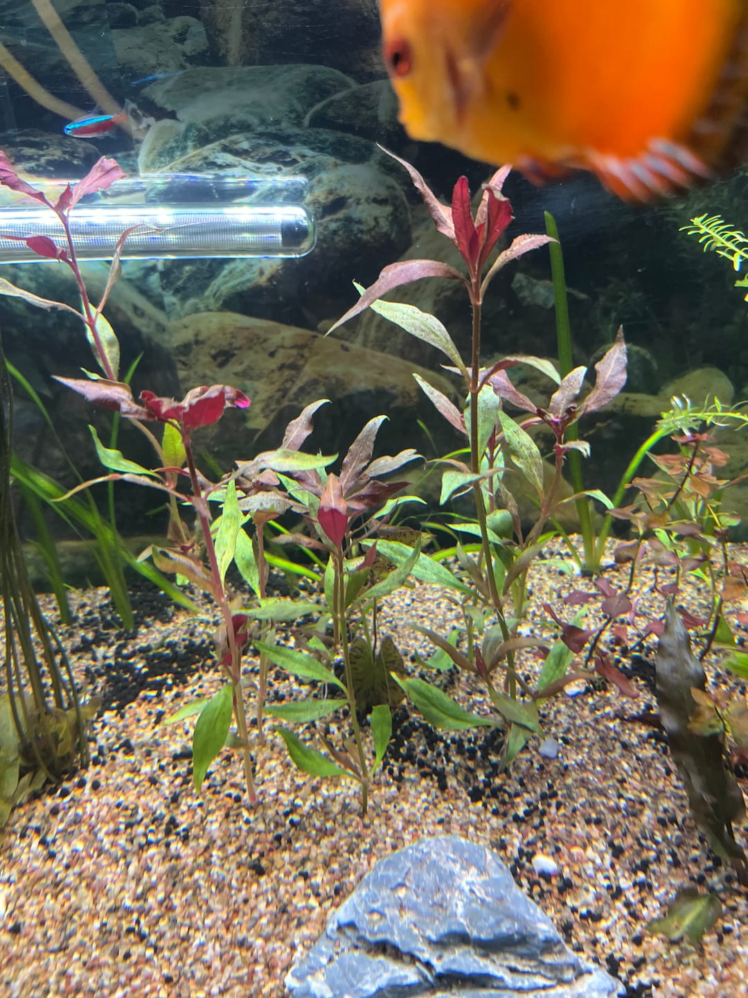 Customer photo review of Scarlet Temple  (Alternanthera reineckii)