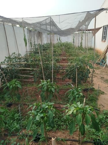 Customer photo review of FERTIBONO PROTECCION TOTAL Jabón Potásico y Aceite de Neem – Cuidado Natural 100% para Plantas | 1L | Fortalece, Limpia y Equilibra | Ideal para Huertos y Jardines Ecológicos