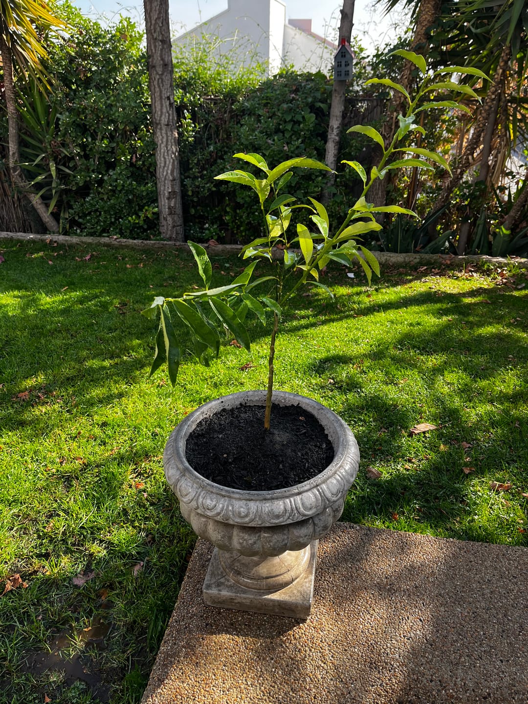 Customer photo review of Kumquat – El cítrico ornamental que endulza tu jardín y tu vida