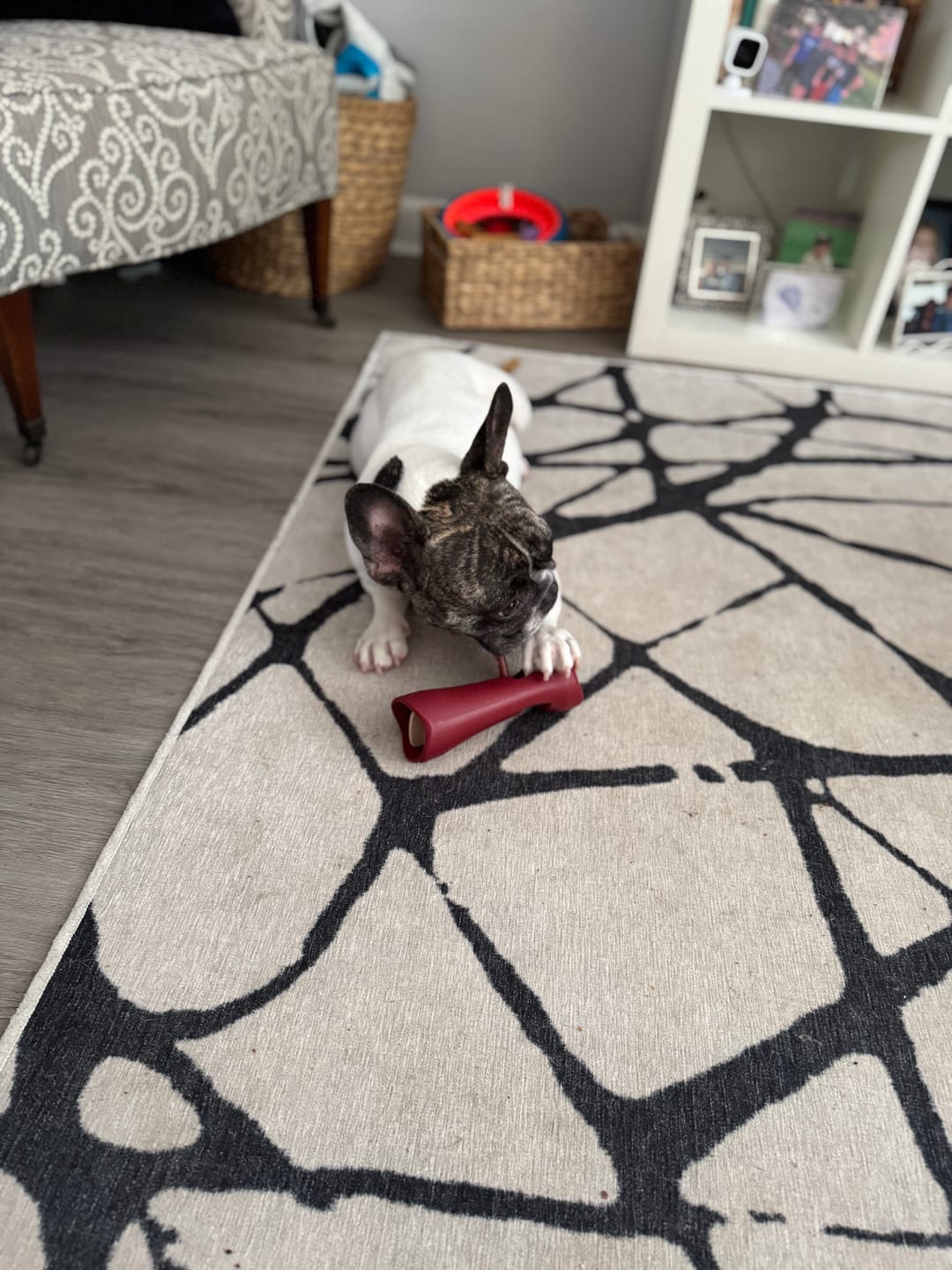 Customer photo review of Bully Stick Safety Holder