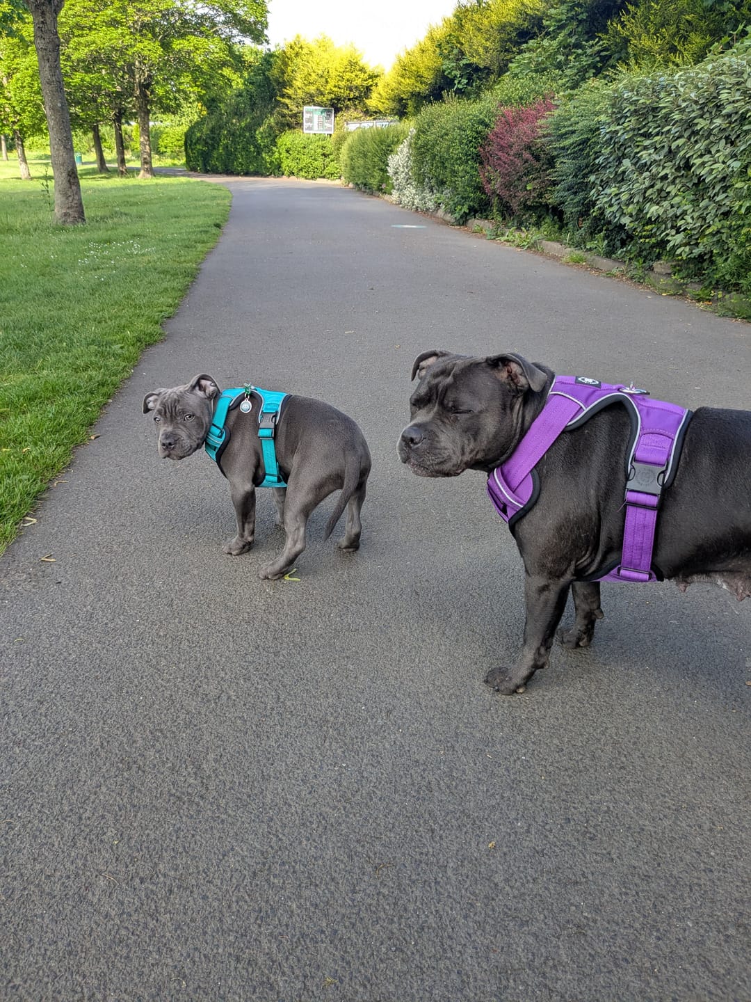 Customer photo review of Comfort Premium Harness | Non Restrictive - Turquoise