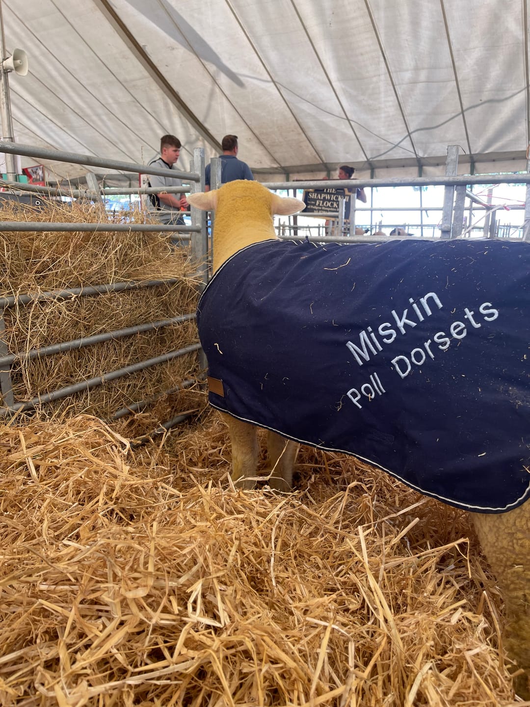 Customer photo review of Travel & Show Sheep Coat