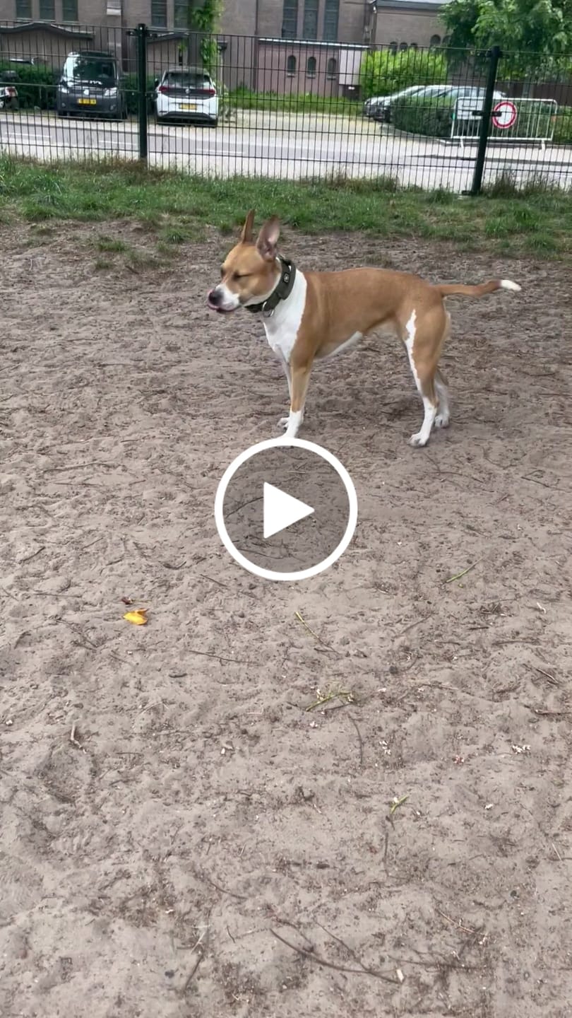 Customer video review of 4cm Combat® Collar | Handle & Rated Clip -  Khaki