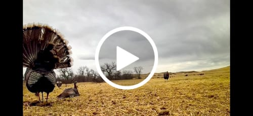 Customer video review of Turkey Decapper System