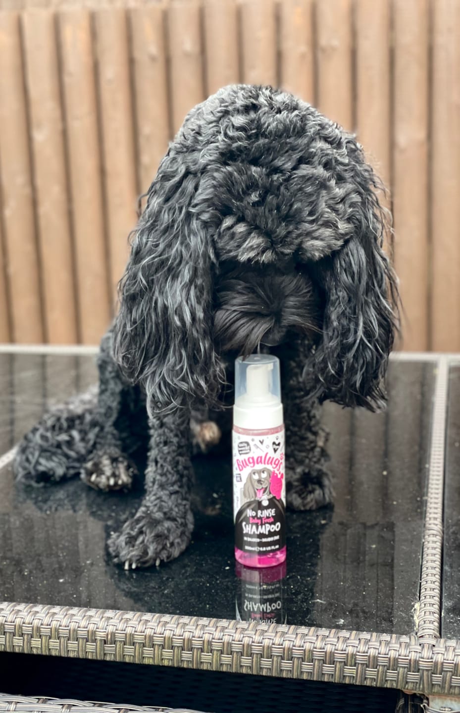 Customer photo review of No Rinse Baby Fresh Dog Shampoo