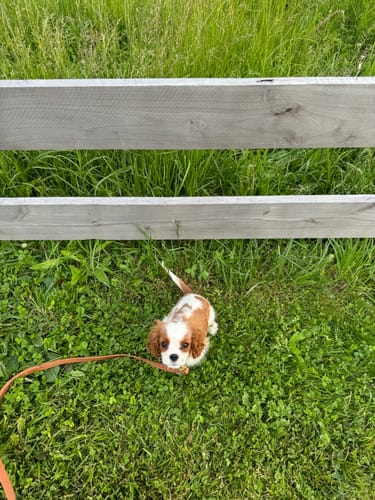 Customer photo review of Biothane Traffic Handle Dog Leash