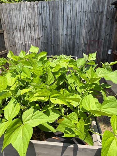 Customer photo review of Design Your Own Garden